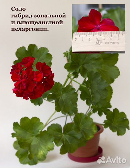Сортовые пеларгонии зональные и королевские цветущ