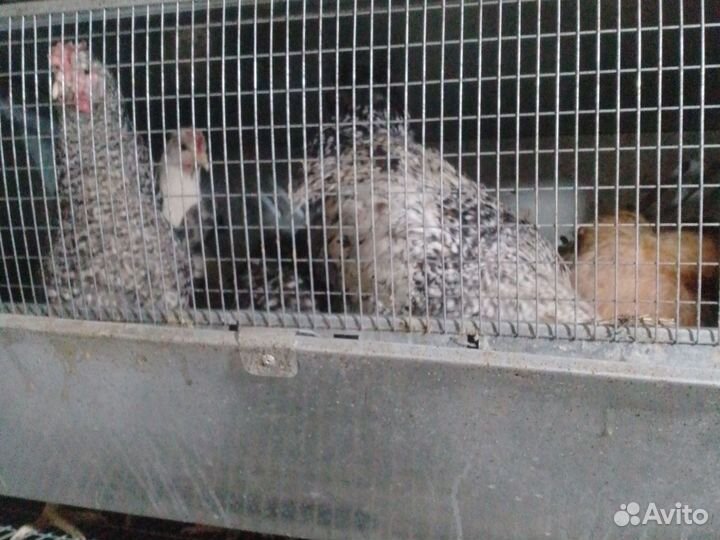 Яйцо домашнее цветное козье молоко