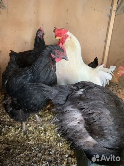 Петух белый