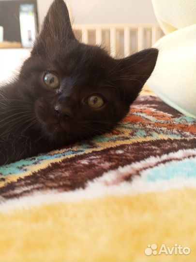 Котёнок метис
