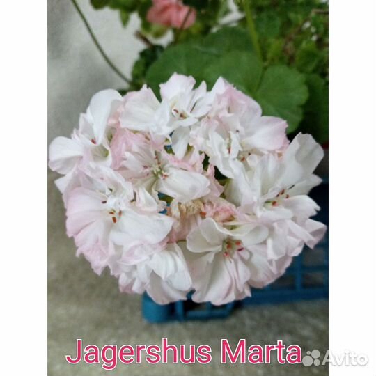 Герань пеларгония