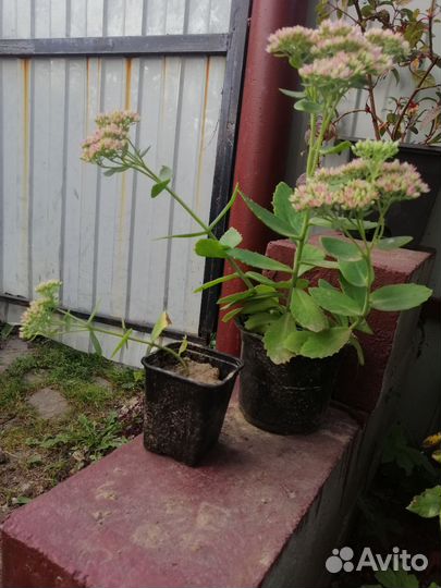 Чабрец саженцы