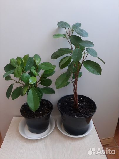 Комнатные цветы Фикус Макломе