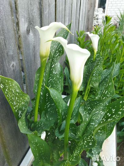 Луковицы каллы, ромашка садовая