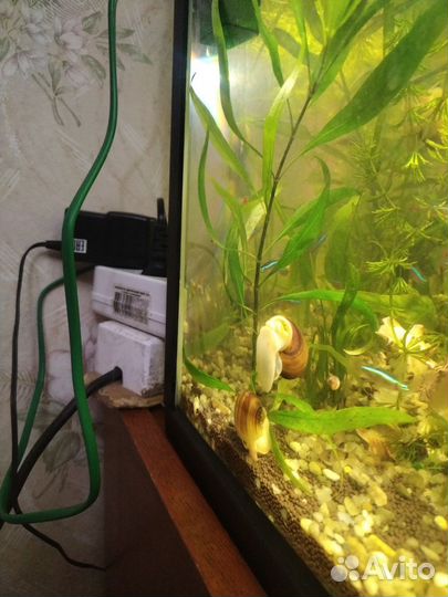 Аквариумные рыбки гаппи, улитки ампулярии