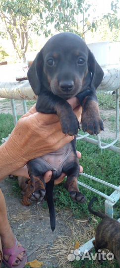 Щенки минеотюрной тасы