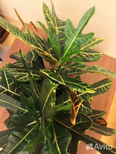 Кротон Экселент