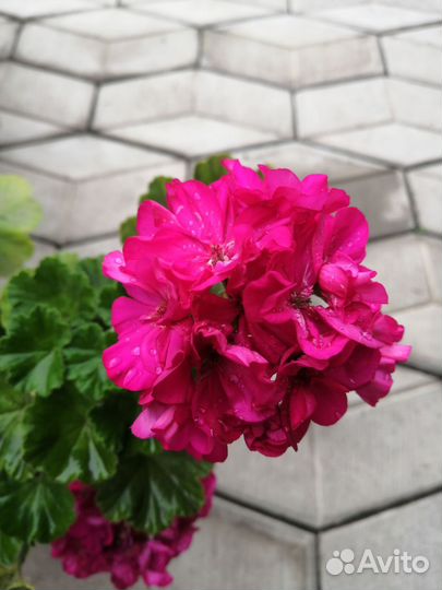 Пеларгония герань