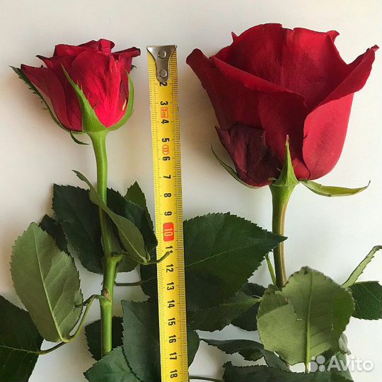 Букет из 11 роз Красная заря 50 см Стандарт