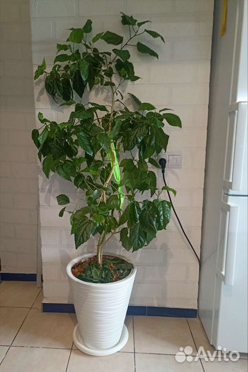 Большая роза гибискус цветёт красными цветами