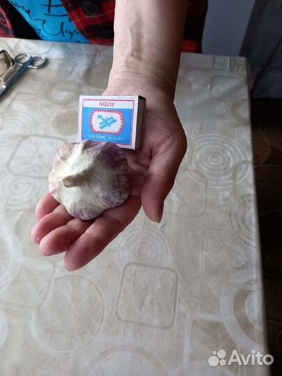 Озимый чеснок