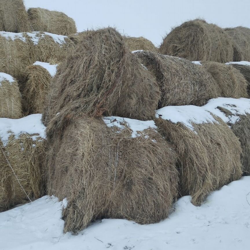 Продам сено, салома в рулонах