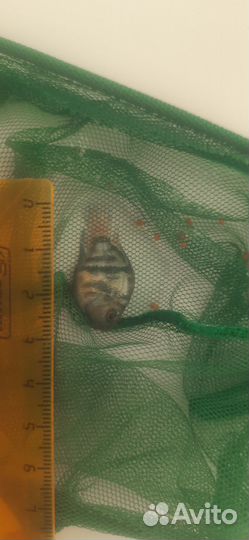 Сапфировые попугаи. Сомики супер ред анцитрус