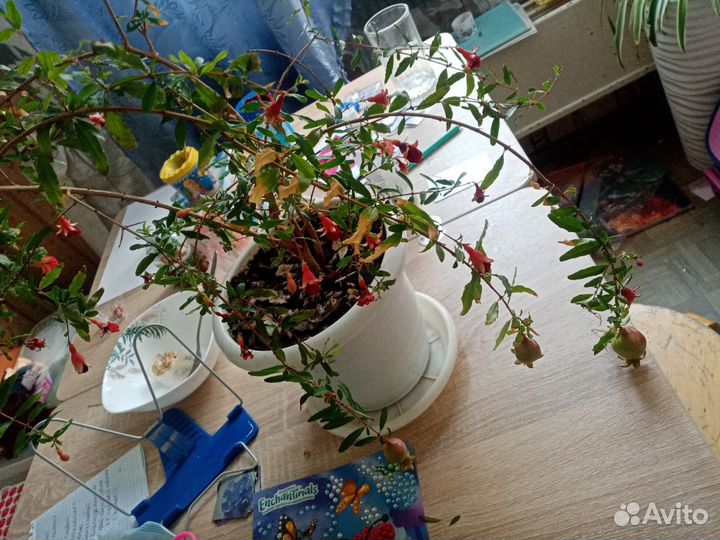 Гранатовый кустик