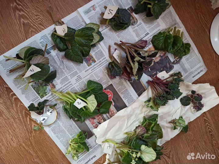 Срезы сортовых фиалок