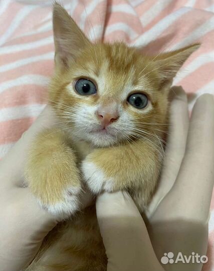 Два рыжих котенка