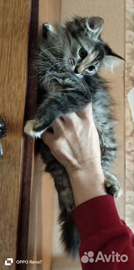 Кошки в добрые руки бесплатно