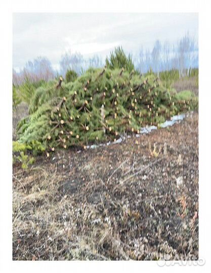 Сосна, ель, пихта, лапник