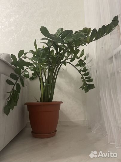 Замиокулькас