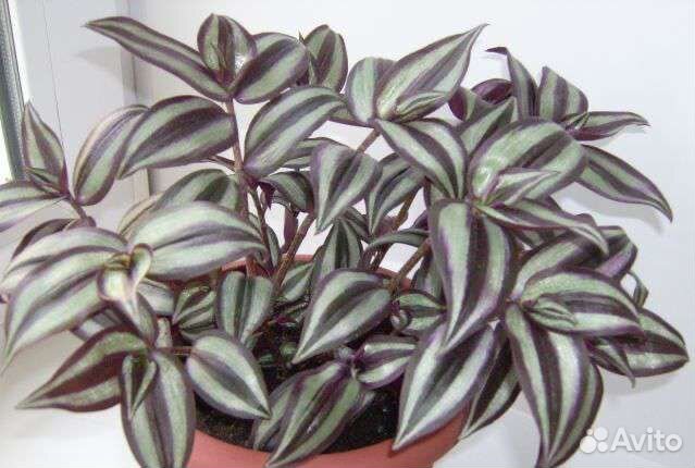 Комнатные цветы Зебрина