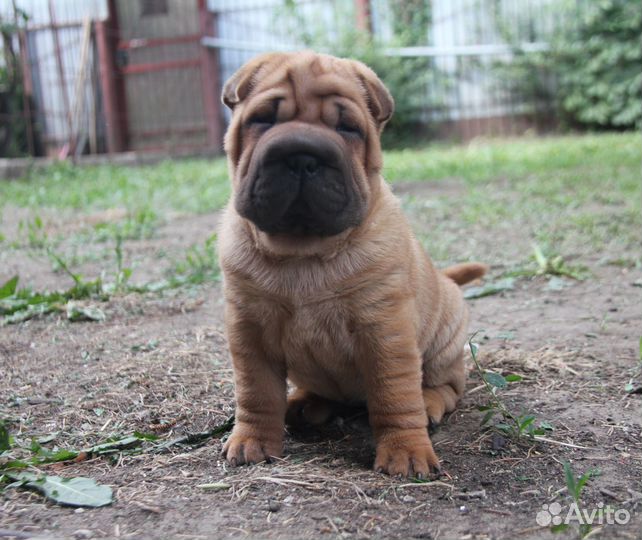 Очаровательные Девочки