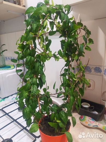 Плющ хедера