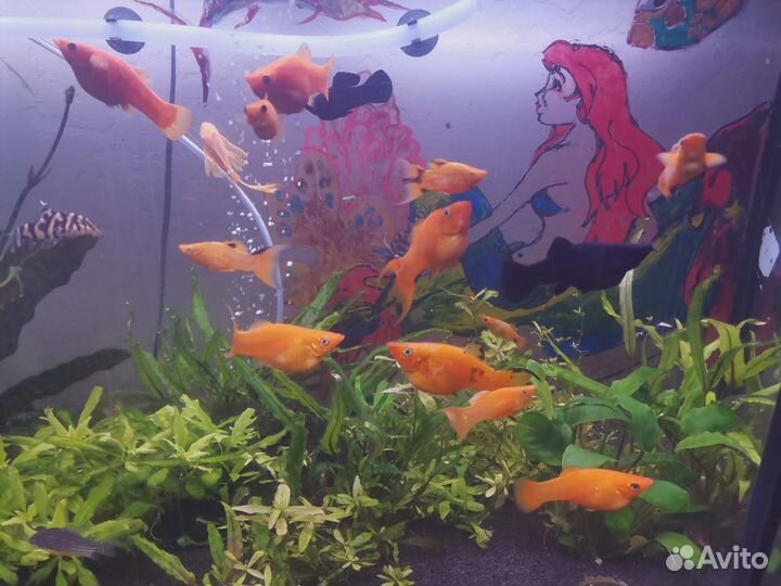 Молинезия золотые,черные. Боция мраморная 