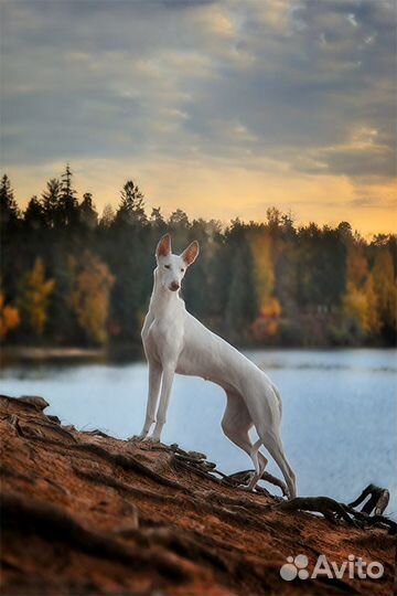 Профессиональная фотосъемка животных