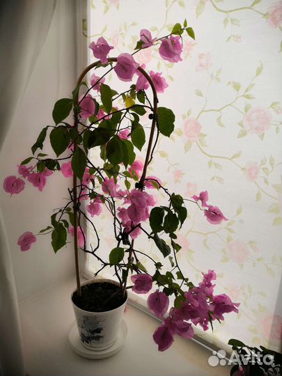 Гибискус и бугенвелия