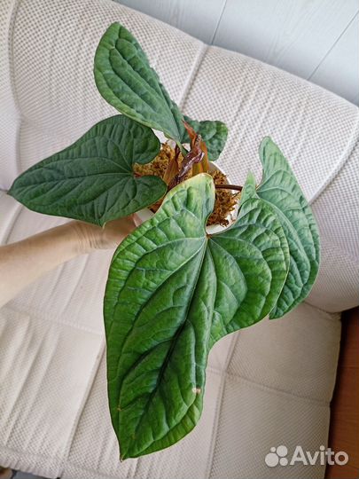 Антуриум Сирих