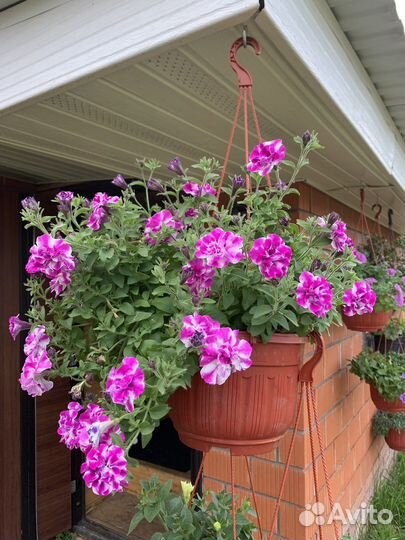 Петуния, алиссум в кашпо