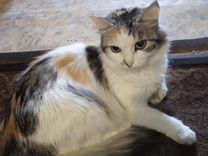 Порода сибирская кошка, черепахового окраса