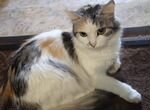 Порода сибирская кошка, черепахового окраса
