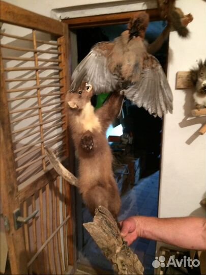 Продаётся чучело куницы