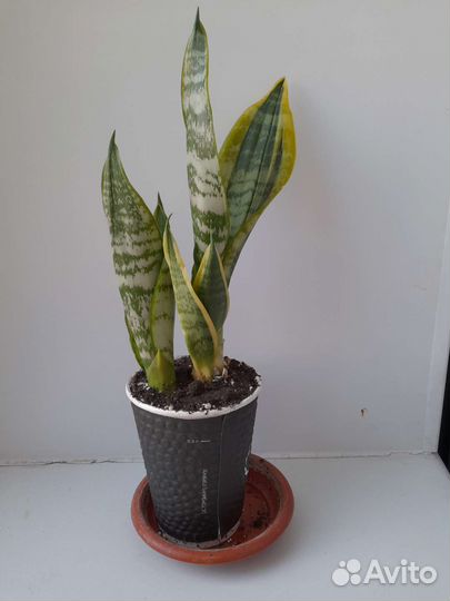 Сансевиерия с жёлтой каймой