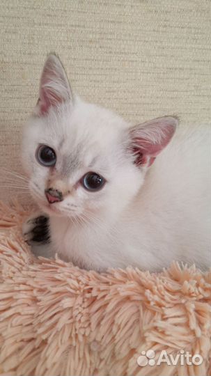 Британская серебристая шиншилла