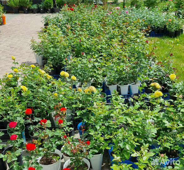 Саженцы роз