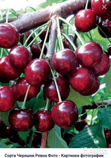 Саженцы черешни и вишни
