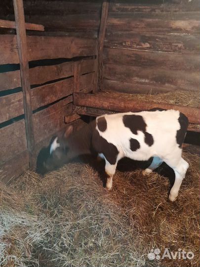 Телята бычки