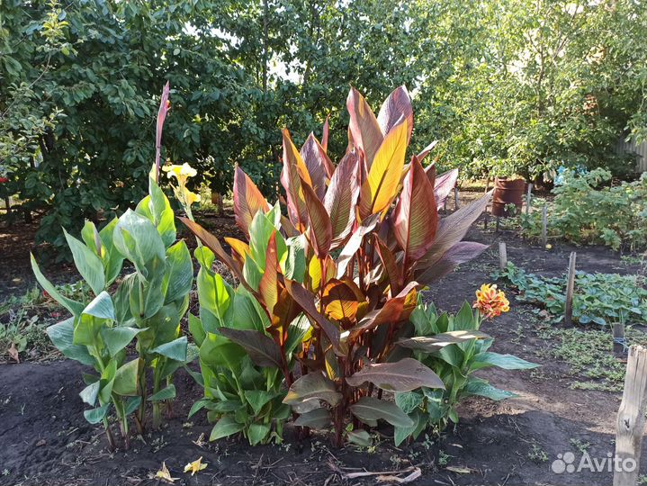 Каны высокорослые