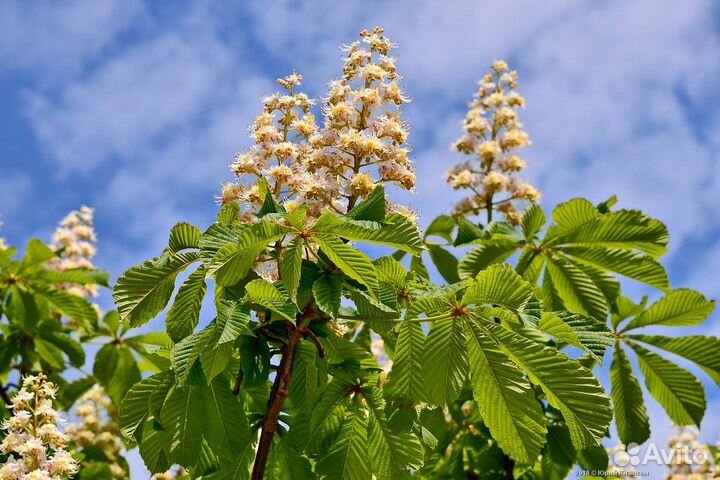 Каштан конский/саженцы