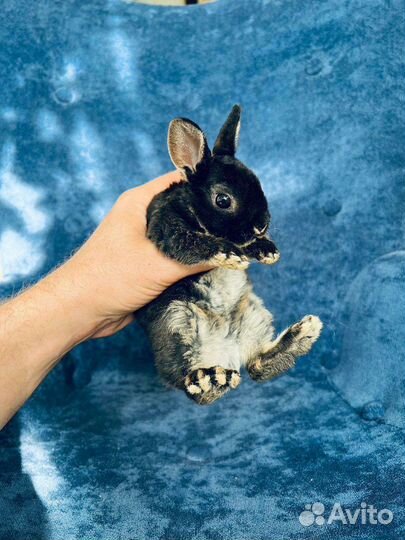 Карликовые кролики мини