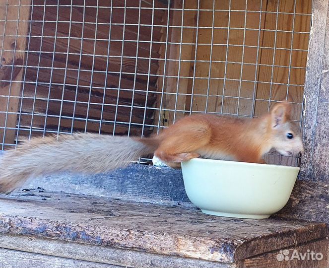 Белка алтайская