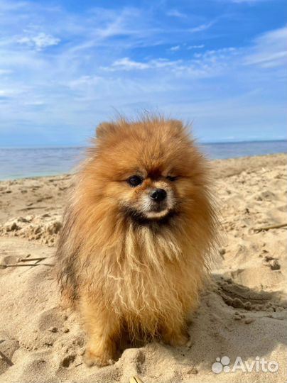 Померанский шпиц Вязка кобель