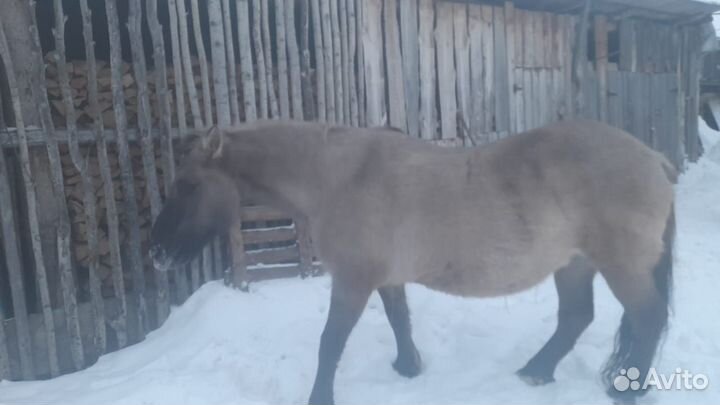 Продам кобылу (сбруя, сани) с.Тенгулы