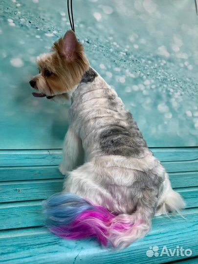 Груминг стрижка собак и кошек