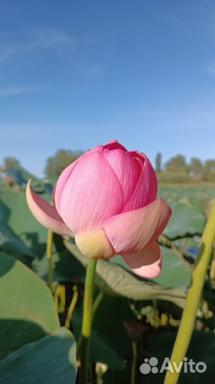 Лотос Каспийский семена опт