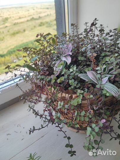 Коллизия, традесканция