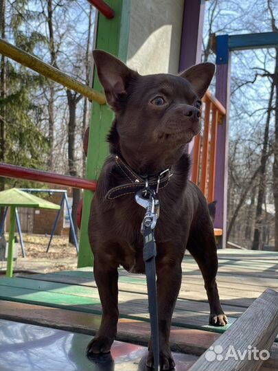 Кобель чихуахуа 2 г