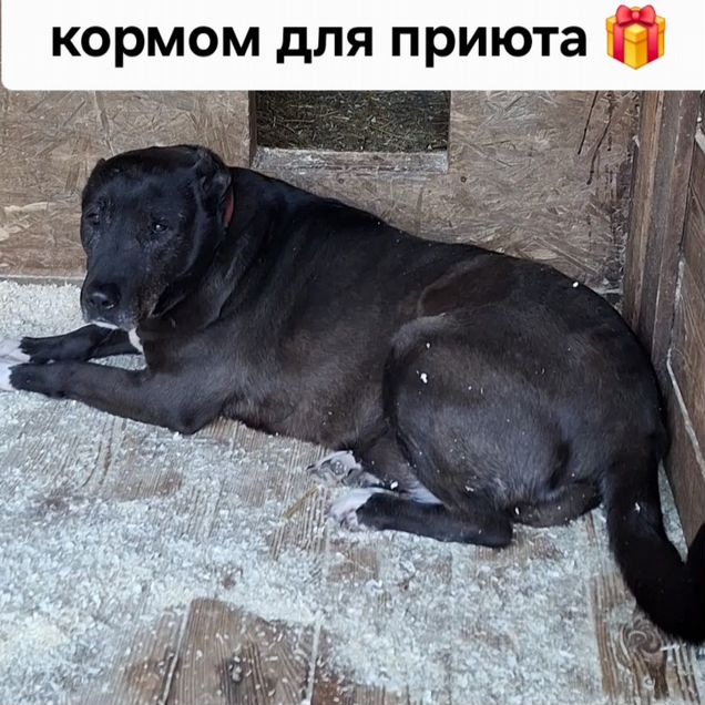 Взрослая собака в добрые руки